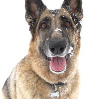German Shepherd Rescue of Los Angeles
